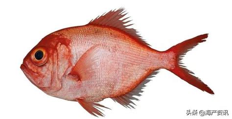 紅色的魚種類